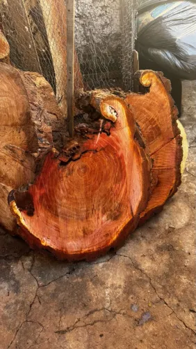 Bolacha madeira cedro rosa
