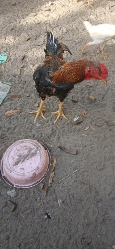 Galo