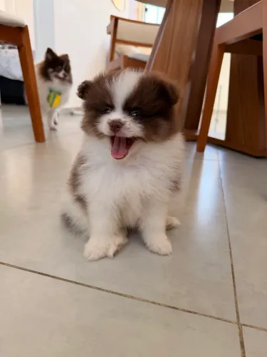 Lulu da Pomerania fêmea micro