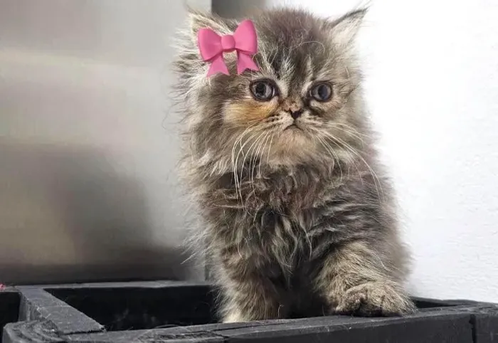 Gato Persa lindos filhotinhos com padrão elevado premium