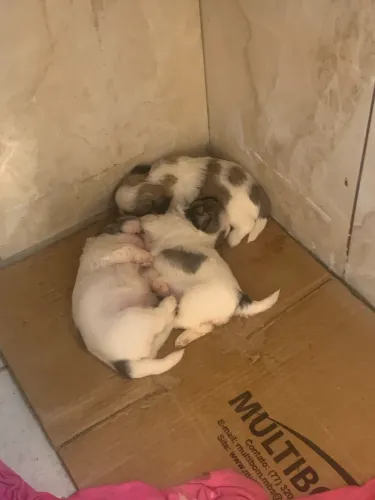 Vendo