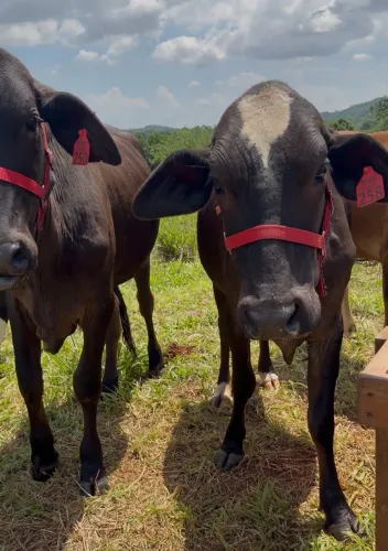 Novilhas Leiteira