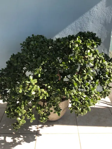 Planta Jade (3)