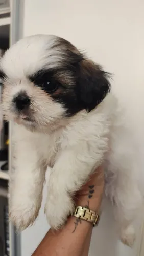 Shitzu