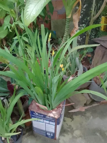 Planta Liz florindo