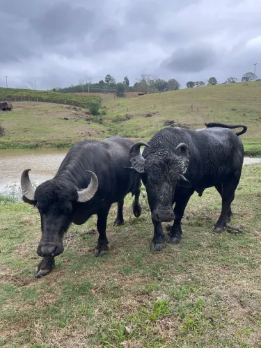 Vendo casal de búfalos