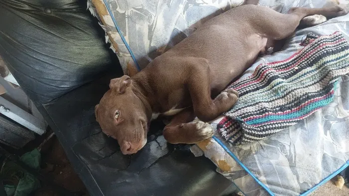 Doaçao filhote pitbul