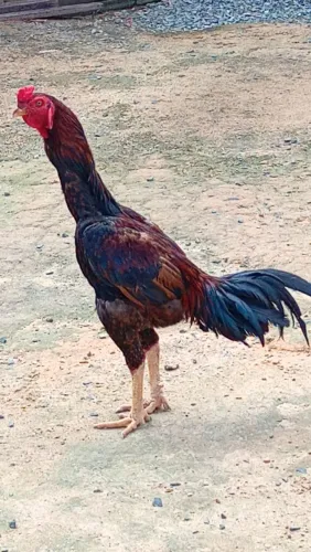 Vende se galo 