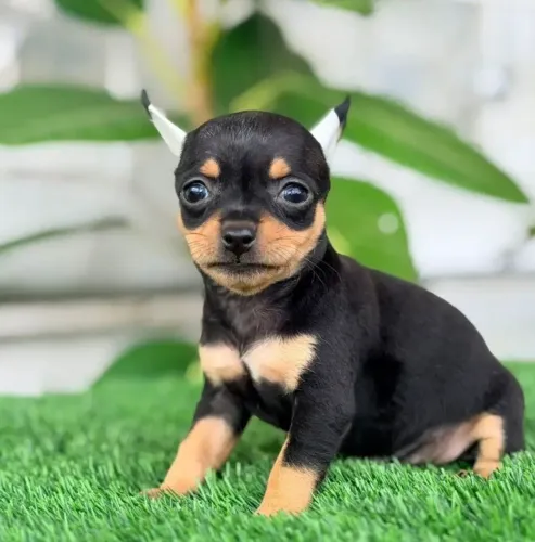 Pinscher Zero macho preto!