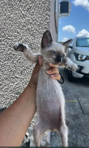 Gatinho p adoção urgente
