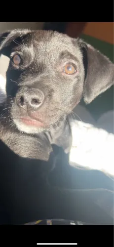 Cachorro porte médio 3 meses