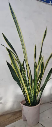 Espada de São Jorge - Dracaena trifasciata