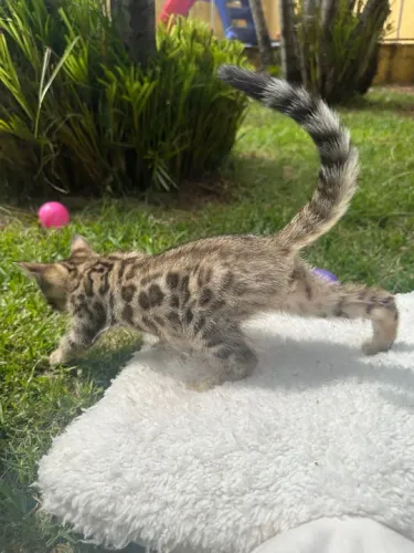 Bengal - Filhote disponível!!!