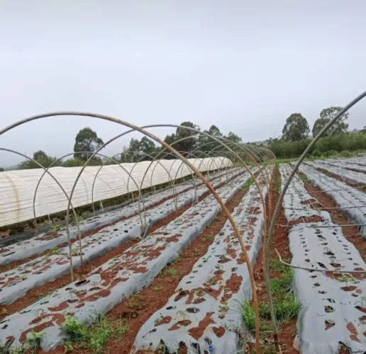 Arco para estufa para cultivo agrícola