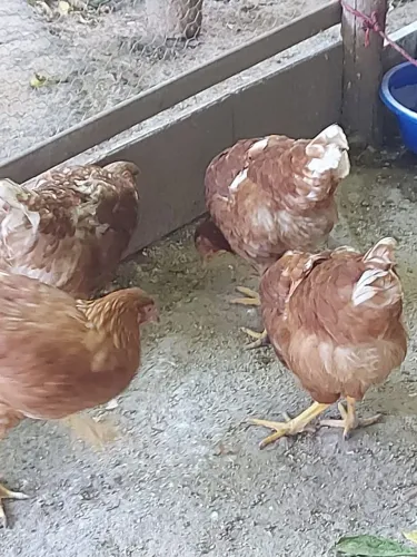 Galinha  Embrapa 051