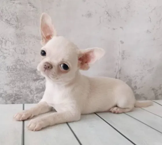 Chihuahua Fêmea Micro - Filhote Especial, Super Pequena e Linda!