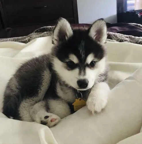 Filhote Husky Siberiano, esses filhotes podem causar excesso de felicidade!