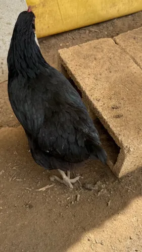 Galinhas Novogem Tinted é Postura Negra