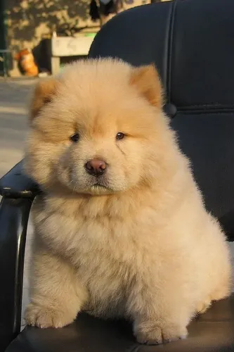 Filhotes de Chow Chow | Sorrisos garantidos em patinhas pequenas.