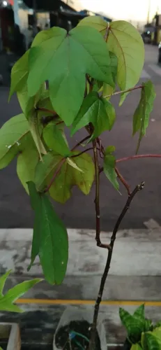 Mudas de plantas algodao roxo