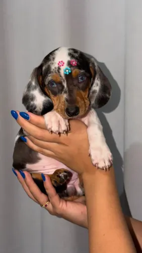 Filhote de Dachshund Fêmea Kanichen