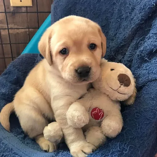 Lindos Labrador Retriever, com exame disponível a pronta entrega!!