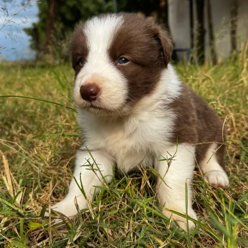 Border Collie 