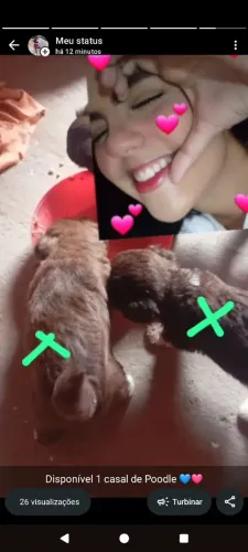 1 casal de poodle disponível .