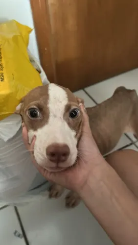 Cachorro 