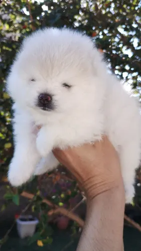 Spitz alemão 