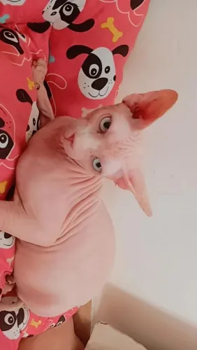 "Gato Sphynx adulto sem castrar"