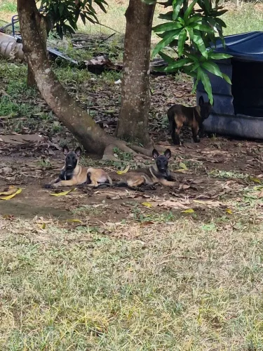 Filhotes de Belga malinois