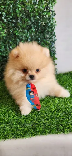 lulu pomerania anão.