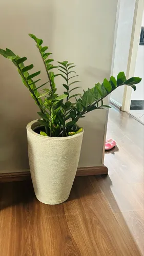 Zamioculca grande com vaso decorativo