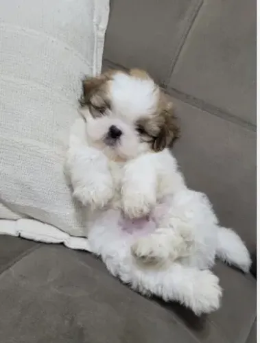 doação de shih tzu