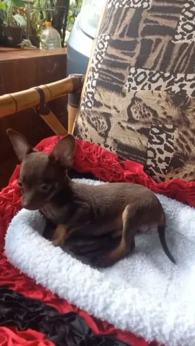 FILHOTE DE PINSCHER MARROM