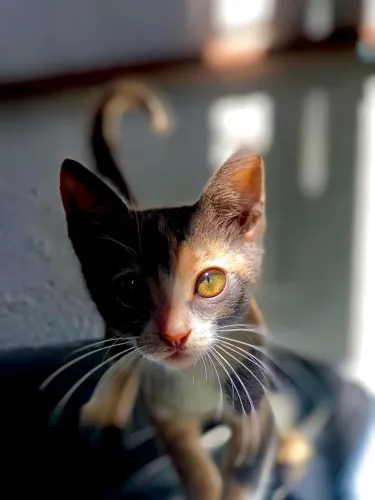 Gata para adoção 