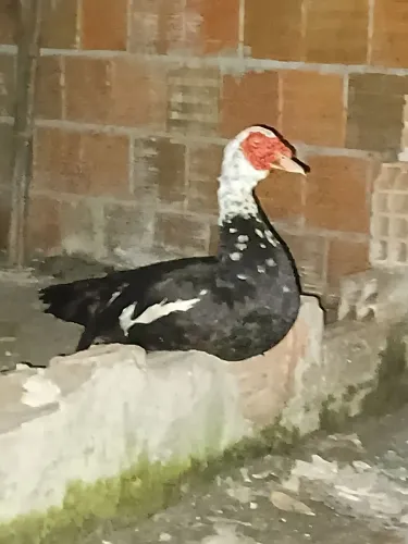 pato e patas grandes e saudáveis