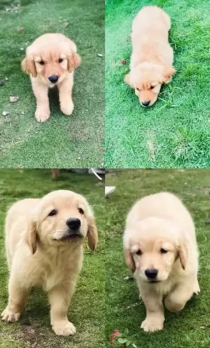Goldens filhotes