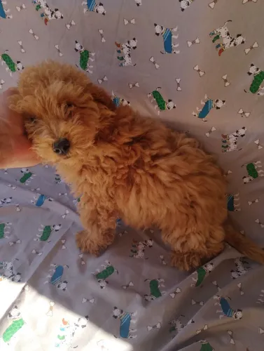 Poodle machinho abricot