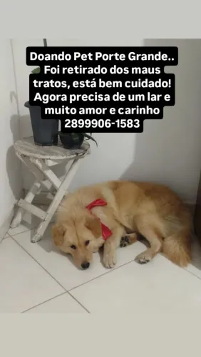 Doação Cachorro Porte Grande