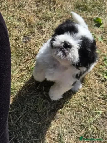 Cachorro filhote Shih tzu/ shihtzu pelagem bonita e temperamento dócil