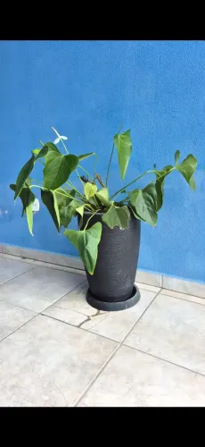 Vaso preto grande com flores antúrio.