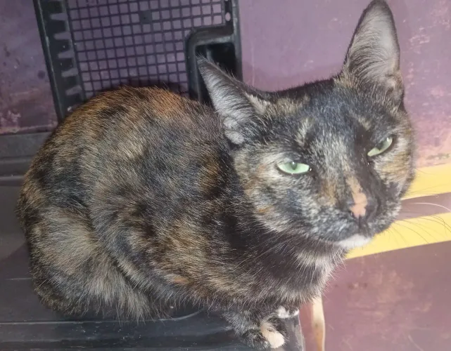 Gata