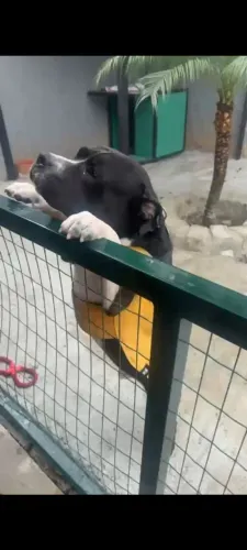 Doação Pit Bull apbt