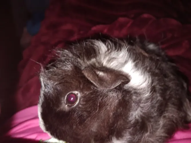 Doacao porquinho da india 