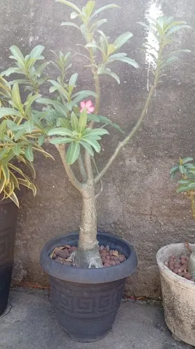 Plantas