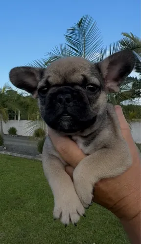 FILHOTE BULDOGUE FRANCÊS MACHO