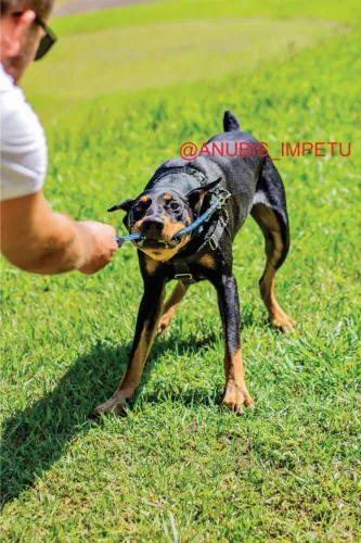 Filhote Doberman Puro