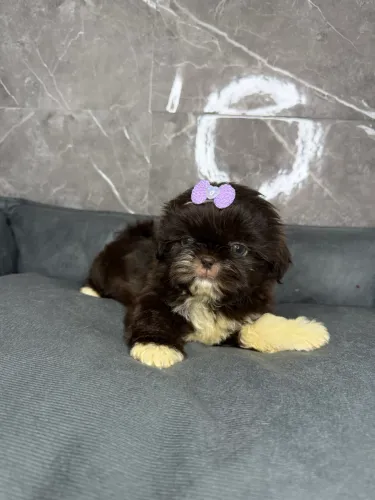 Shih tzu mini